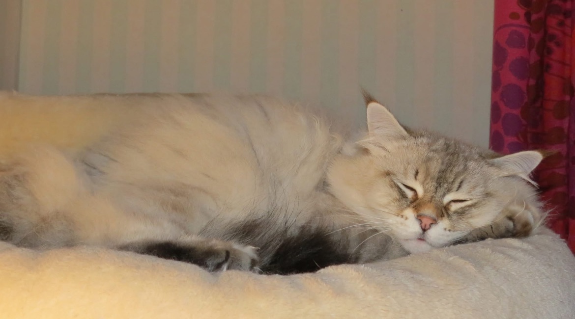 Neva Masquerade katt Kepler